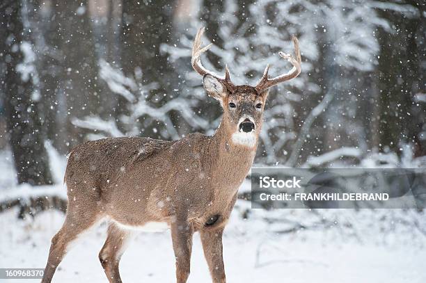 A Male Deer Standing In The Snow Stock Photo - Download Image Now - White-Tailed Deer, Snow, Stag