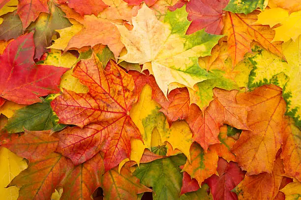 Photo of Colorful fall leaves