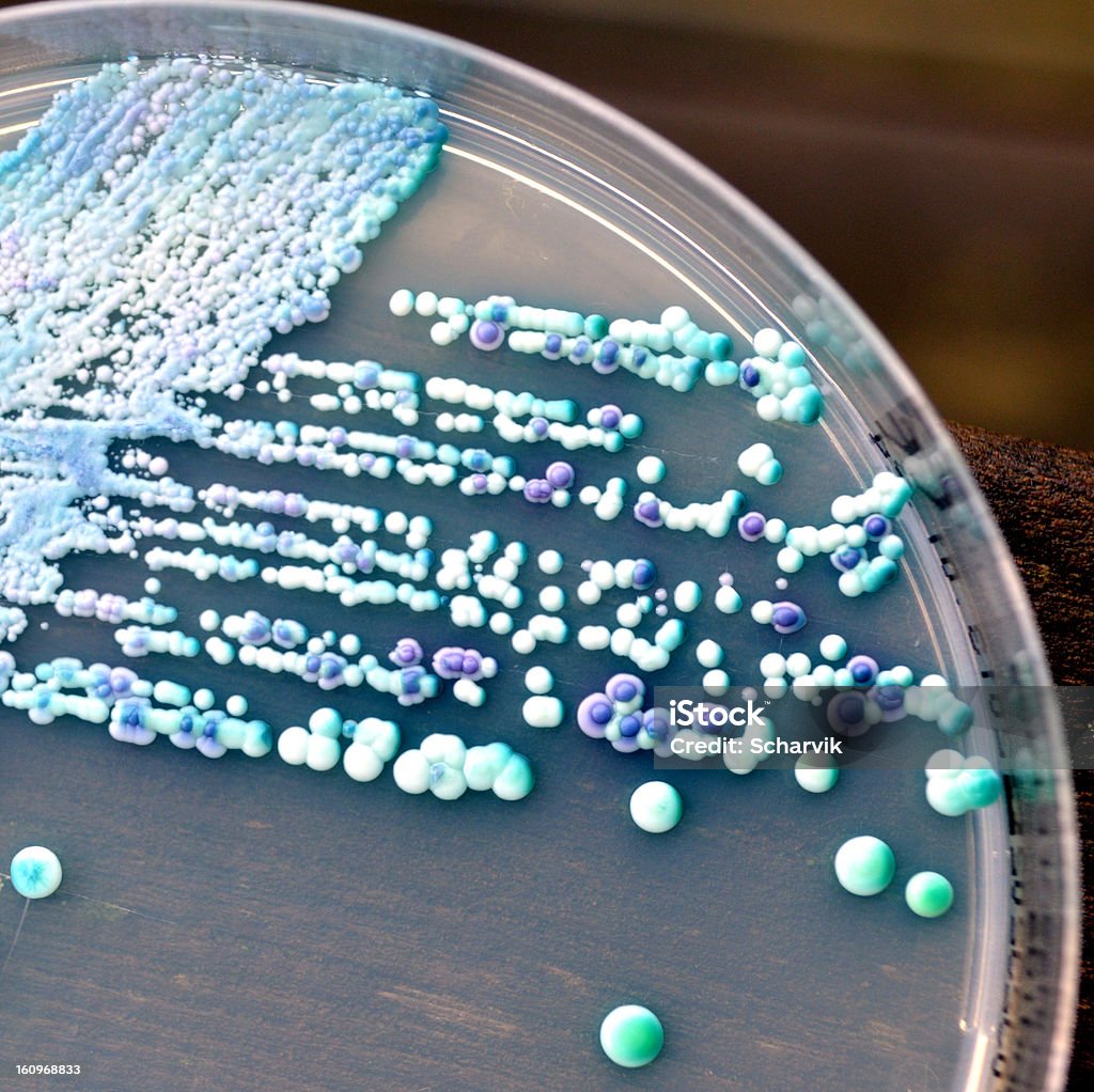 Candida Growth of Candida species (two different kinds) on an agar plate. Agar Jelly Stock Photo