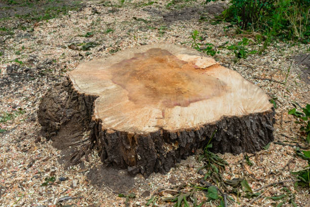 istock The stump of a large old tree that has recently been cut down 1609706077
