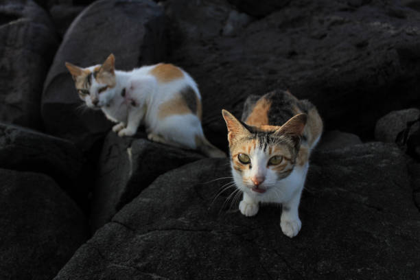 istock cat in the sea 1609709820