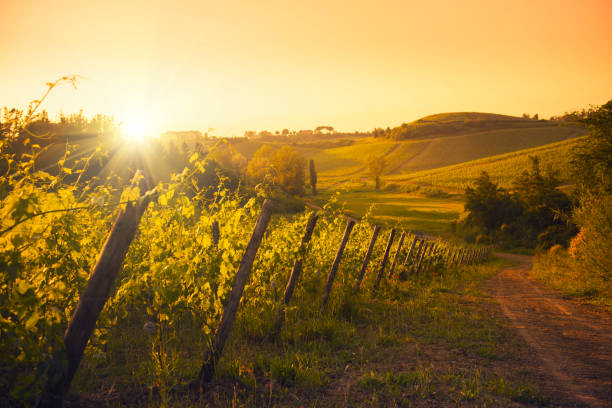 região de chianti hills ao pôr do sol em toscana-itália - tuscany italy sunrise rural scene imagens e fotografias de stock