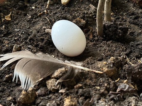 Discover the purity of organic farming as a fresh chicken egg rests in the soil, accompanied by a telling feather remnant. A testament to natural, untainted production practices