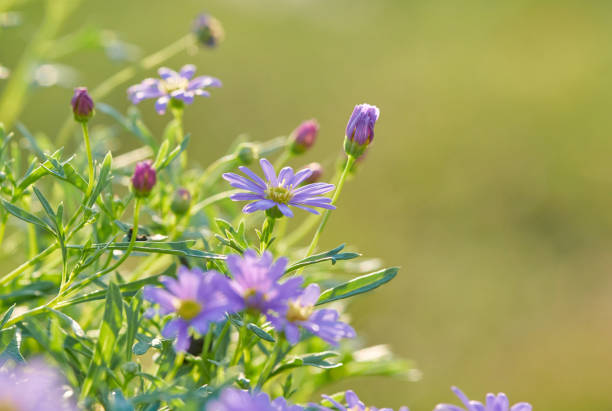 Purple Marguerite Daisy on a sunny day