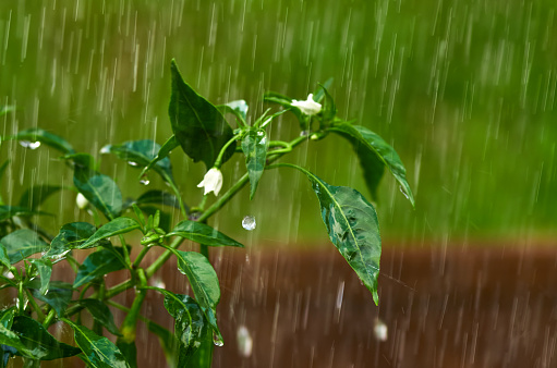 Chili plant in the rain