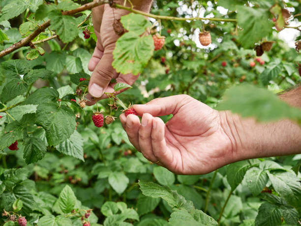 istock Ripe raspberries are collected. Growing raspberries. 1609727112