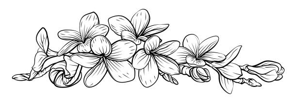 ilustraciones, imágenes clip art, dibujos animados e iconos de stock de frangipani plumeria tropical bali floral flor - plumeria
