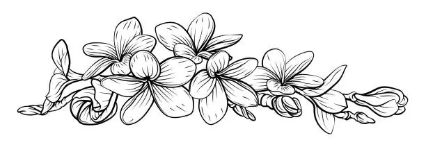 Vector illustration of Frangipani Plumeria Tropical Bali Floral Flower