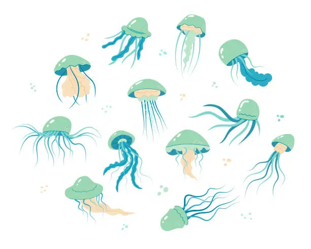 Vector illustration of Jellyfish cartoony flat decoration set. Hand-drawn poisonous medusa collection, marine oceanic inhabitants, simple nautical character design. Isolated. Vector illustration.