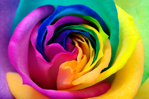 istock Close up of rainbow rose heart 160975892