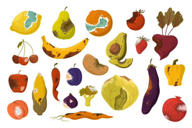 ilustrações, clipart, desenhos animados e ícones de legumes podres e conjunto de frutas, produtos ruins e insalubres do lixo da cozinha e lixeira - rotting pear fruit food