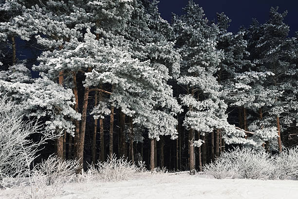 forêt de nuit - pinaceous photos et images de collection