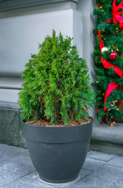 Oval trimmed thuja growing in large plastic pot on street. Big potted green thuya grow on winter backyard Oval trimmed thuja growing in large plastic pot on city street. Big potted green thuya grow on winter backyard. Egg shape evergreen topiary tree growth in flowerpot near house platycladus orientalis stock pictures, royalty-free photos & images