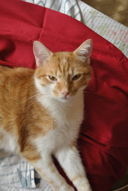 istock Sleepy cat, Felix 1609781429