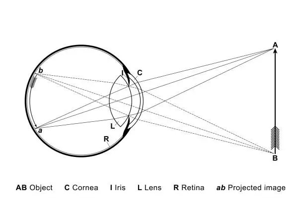 Vector illustration of The eye as a camera, how an object is projected in the eyeball