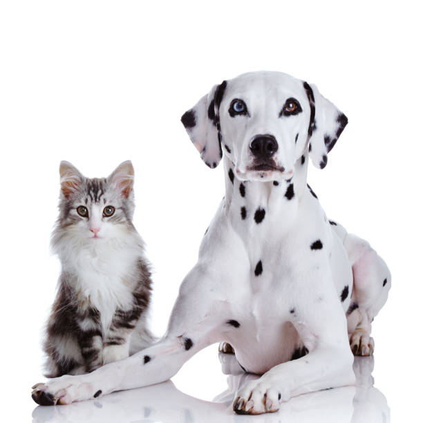 istock Dalmatian dog and Norwegian forest cat 160978577