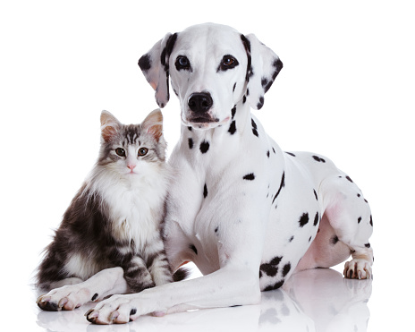 Portrait of a Dalmatian dog, on a wooden floor and a black background. Shot in a studio with pulsed light.