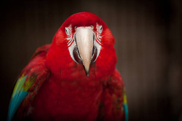 Red Mccaw Parrott Red Green and BLue  Mccaw Parrott richie mccaw stock pictures, royalty-free photos & images