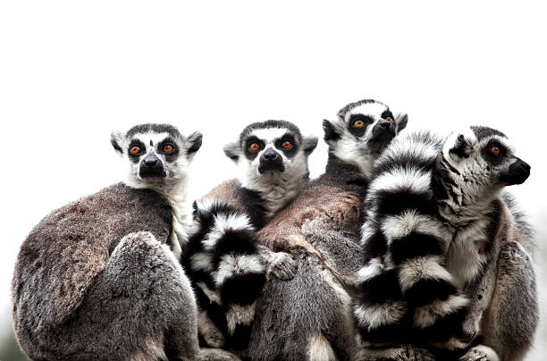 Group of 4 Ring-tailed Lemurs sitting together Group of 4 Ring-tailed Lemurs, at Flamingoland Zoo, North Yorskshire, England lemur catta stock pictures, royalty-free photos & images