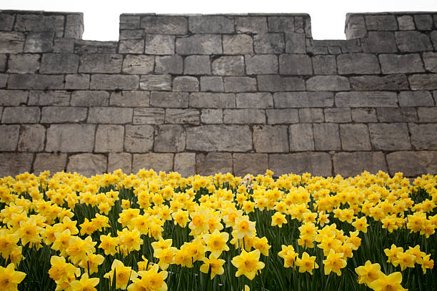 istock Daffodils and York City Walls 160978793