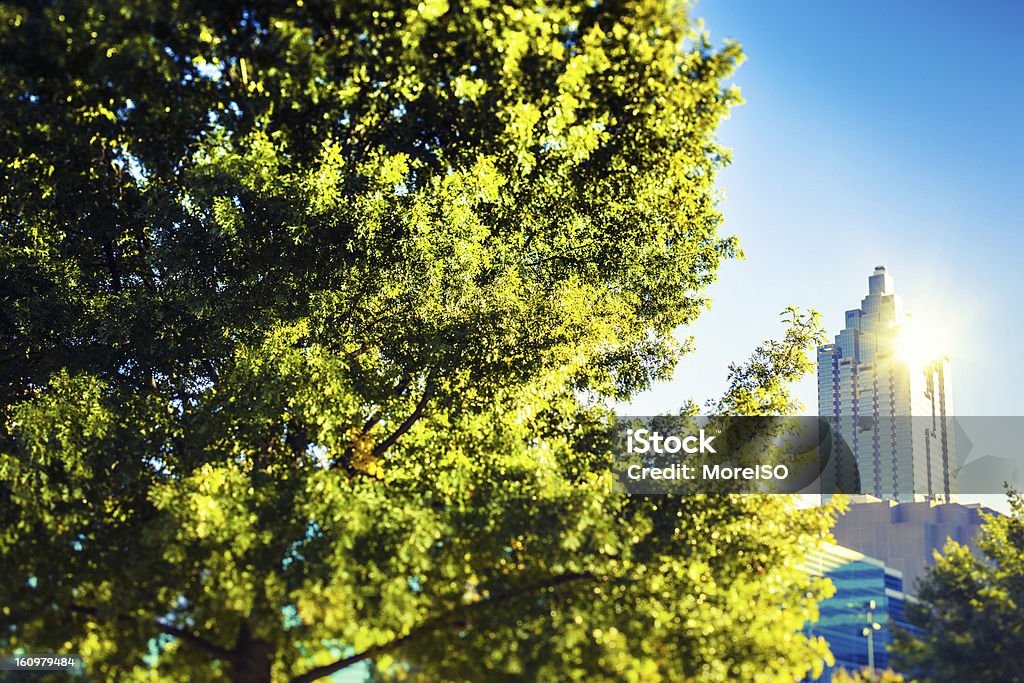 Wieżowiec i drzewo, centrum Atlanty - Zbiór zdjęć royalty-free (Atlanta)