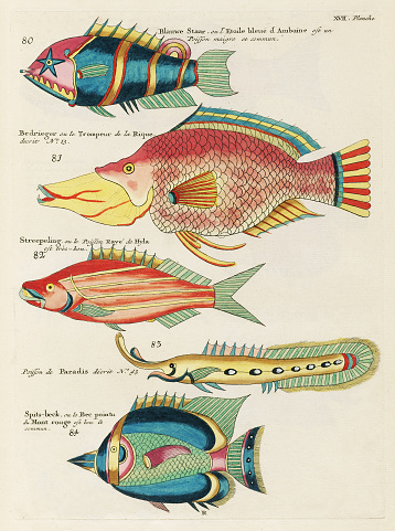 Vintage Colorful Fishes illustration. 1750 Amsterdam's Antique Illustration of Colorful Fishes