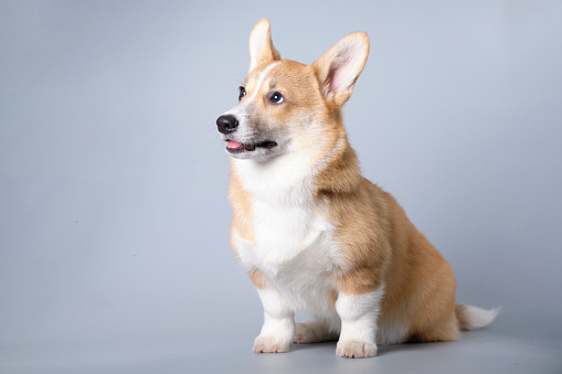 A corgi dog on a gray background sitting looking slightly to the side
