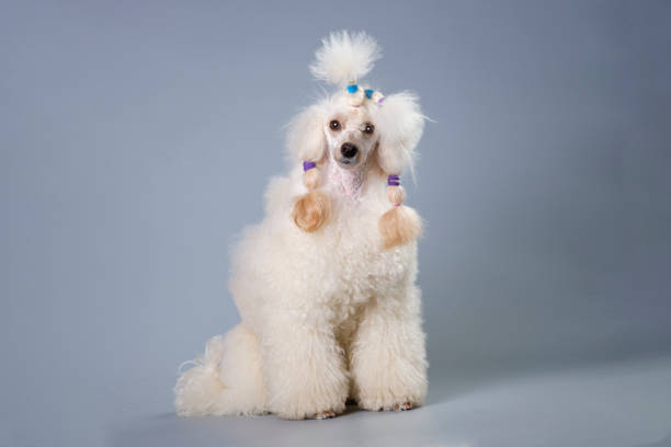 istock A poodle with a beautiful hairstyle sits in front of a gray background 1609797216