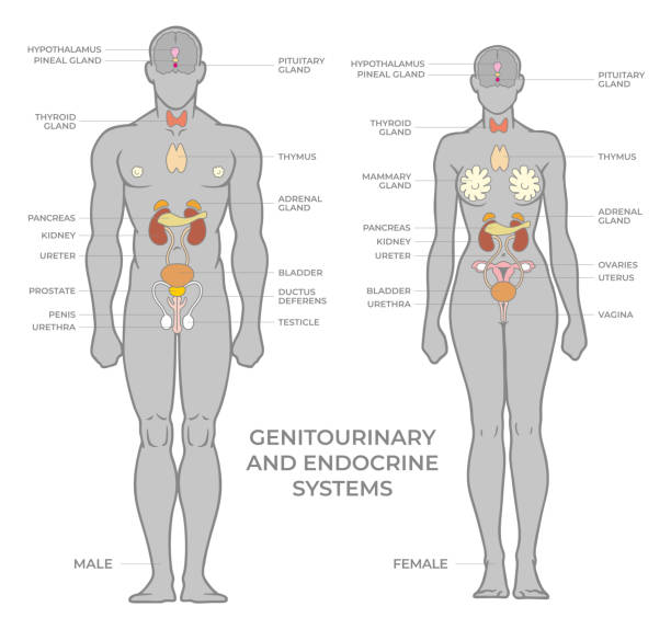 Genitourinary or urinary and endocrine systems. Female and male silhouettes with organs human anatomy infographics. Flat style medical vector illustration. Genitourinary or urinary and endocrine systems. Female and male silhouettes with organs human anatomy infographics. Flat style medical or educational vector illustration. phallic object stock illustrations