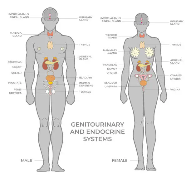 Vector illustration of Genitourinary or urinary and endocrine systems. Female and male silhouettes with organs human anatomy infographics. Flat style medical vector illustration.