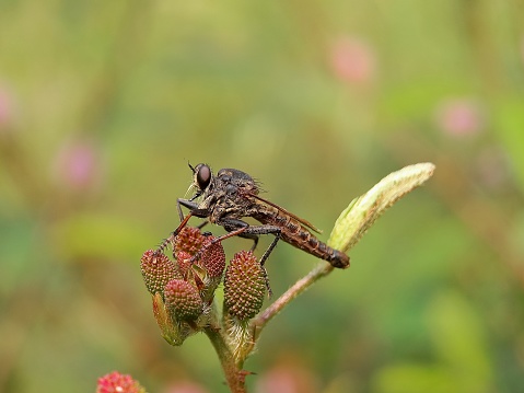 Tolmerus is a genus of robber fly in the family Asilidae.  There are about 19 described species in Tolmerus.