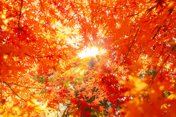 紅葉の背景 - nature environmental conservation red japanese maple ストックフォトと画像