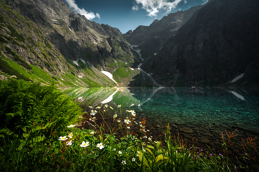 Famous mountains lake Czarny Staw pod Rysami or Black Pond at Rysy lake in summer day. Beautiful sky sunlight above Tatras lake landscape. UNESCO's World Network of Reserves. Tatra national park, Poland. White flowers in the foreground