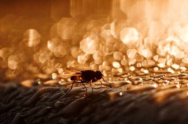 A fly on the wet surface stock photo