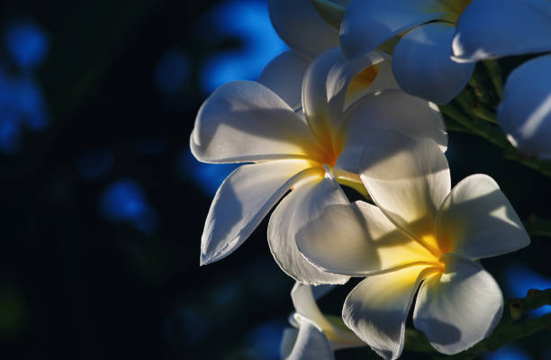 White plumeria flowers in sunlight