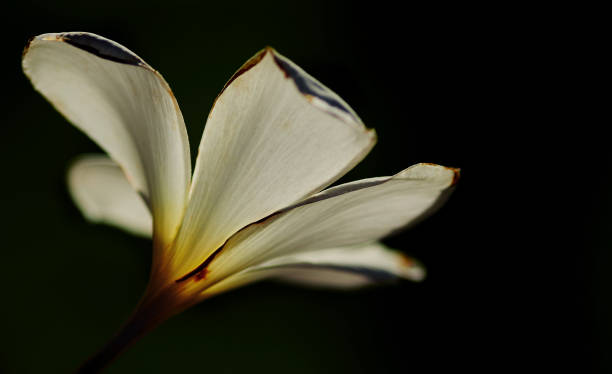 istock White plumeria flowers in sunlight 1609813674