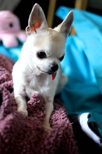 istock Sunny the chihuahua 1609813682
