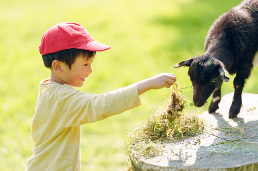 A boy feeds grass to a young goat