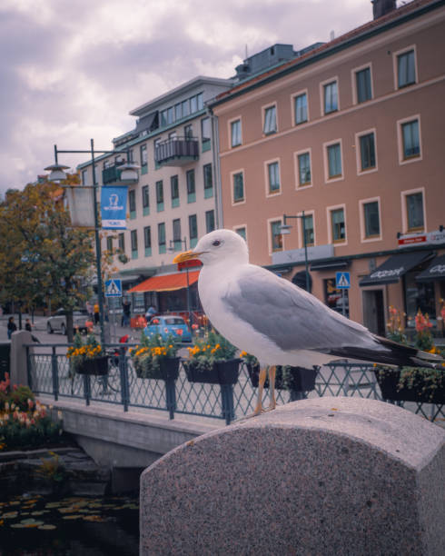 istock Closeup of the seagull 1609816158