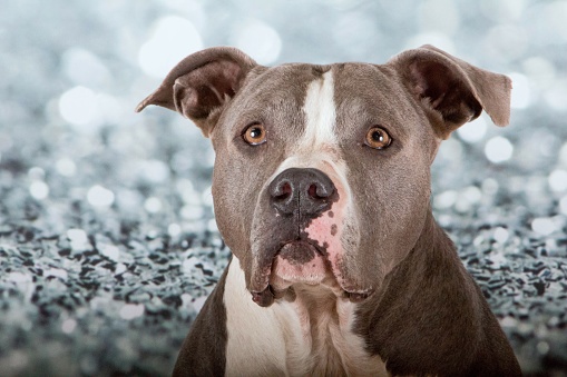 head portrait of a gray white american staffordshire terrier in a studio with diamond background