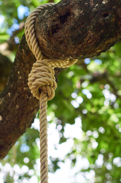 istock The rope knot on the big branch 1609816577