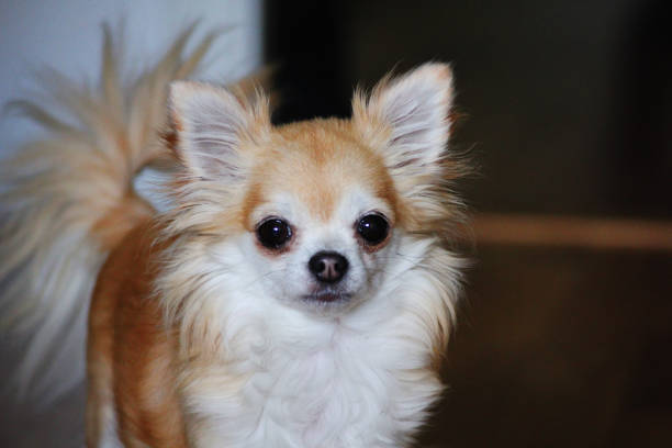 istock Rainy the ginger fluffy chihuahua 1609816802