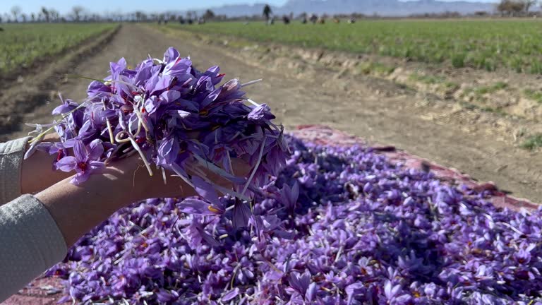 A bunch of beautiful saffron flowers in the hands of a farmer