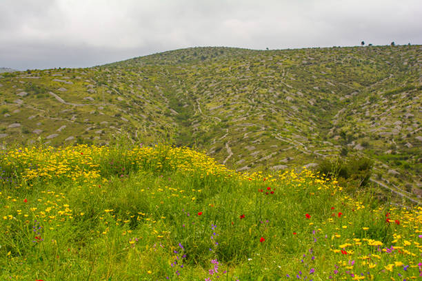 paisaje cerca de loziscz, isla de brac, croacia - poppy oriental poppy plant spring fotografías e imágenes de stock