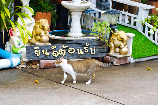 Stray cat is standing in front  some figurine decor  at thai temple at Wanghin Rd in Bangkok