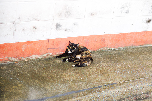 Lying down stray cat in street of Bangkok Ladprao