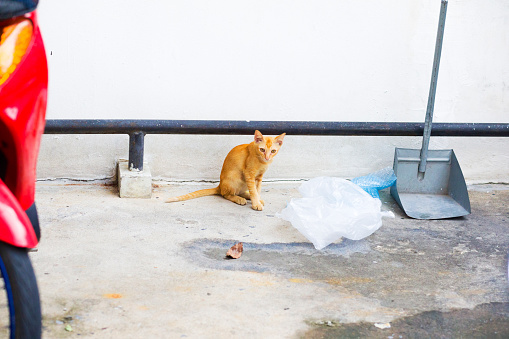 Orange red colored stray cat and kitten in residential district of Bangkok Chatuchak