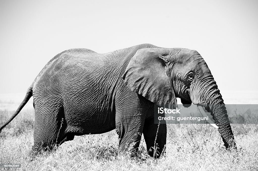 Único Elefante africano no Serengeti, Tanzânia - Foto de stock de Alto - Altura Humana royalty-free