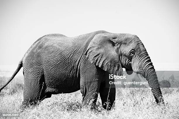 Foto de Único Elefante Africano No Serengeti Tanzânia e mais fotos de stock de Alto - Altura Humana - Alto - Altura Humana, Alto - Descrição Geral, Animais de Safári