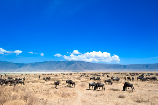 A large herd of Wildebeest (Gnu, Connochaetes) in the dry plains of Ngorongoro Crater.